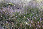  Heidekraut nach der Pflege am Heidemaul bei Auleben (Foto: LPV)