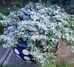 Frostige Garten-Impressionen (Foto: Thomas Leipold)