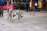 Hundeschlittenrennen in Pullman City (Foto: Peter Blei)