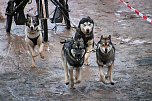 Hundeschlittenrennen in Pullman City (Foto: Peter Blei)