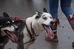 Hundeschlittenrennen in Pullman City (Foto: Peter Blei)