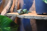 Reptilien Ausstellung (Foto: City Scout Sven G&auml;mkow)