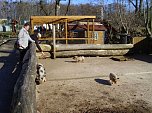 Zu Besuch bei Erdm&auml;nnchen, Gepard und Co. auf dem Possen (Foto: Thomas Leipold)