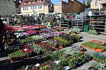 Ansturm auf Sondersh&auml;user Blumen-, Pflanzen- und Staudenmarkt (Foto: Karl-Heinz Herrmann)