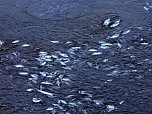Das Sterben der Fische (Foto: Peter Blei)