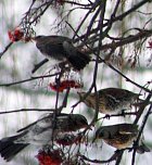 Im Vogejbeerbaum (Foto: Hans-J&uuml;rgen Schmidt)