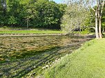 Wipper wird zum Problem f&uuml;r den kleinen Parkteich (Foto: Karl-Heinz Herrmann)