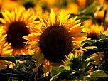 Sonnenblumen ohne Ende (Foto: Peter Blei)