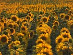 Sonnenblumen ohne Ende (Foto: Peter Blei)