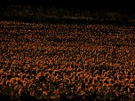 Sonnenblumen ohne Ende (Foto: Peter Blei)