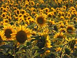 Sonnenblumen ohne Ende (Foto: Peter Blei)