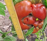 Etwas au&szlig;er Form geraten (Foto: Karl-Heinz Herrmann)