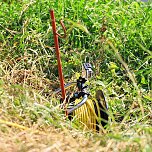 Unstrut Krokodil l&auml;sst sich nicht locken (Foto: Silvio Dietzel)