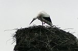 Erster Storch in der Goldenen Aue  (Foto: Ulrich Reinboth)