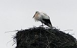 Erster Storch in der Goldenen Aue  (Foto: Ulrich Reinboth)