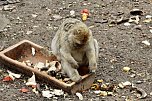 Besuch im Affenpark Straußberg (Foto: Eva Maria Wiegand) Besuch im Affenpark Straußberg (Foto: Eva Maria Wiegand)