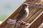 Junger Haussperling auf Entdeckungstour (Foto: Eva Maria Wiegand) Junger Haussperling auf Entdeckungstour (Foto: Eva Maria Wiegand)