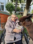 Frau Blättermann hat Spaß beim Füttern des Alpakas (Foto: AWO Sondershausen) Frau Blättermann hat Spaß beim Füttern des Alpakas (Foto: AWO Sondershausen)