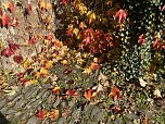 Herbstimpressionen (Foto: Eva Maria Wiegand)
