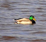 Unterwegs in der Goldenen Aue (Foto: Ulrich Reinboth) Unterwegs in der Goldenen Aue (Foto: Ulrich Reinboth)