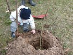 Baumpflanzung Bad Frankenhausen (Foto: Karl-Heinz Herrmann) Baumpflanzung Bad Frankenhausen (Foto: Karl-Heinz Herrmann)