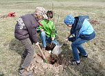 Baumpflanzung Bad Frankenhausen (Foto: Karl-Heinz Herrmann) Baumpflanzung Bad Frankenhausen (Foto: Karl-Heinz Herrmann)