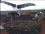 Jetzt sind es zwei Störche (Foto: Andreas Rzehak) Jetzt sind es zwei Störche (Foto: Andreas Rzehak)