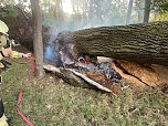 Angezünderter Baum im Schlosspark (Foto: S. Dietzel) Angezünderter Baum im Schlosspark (Foto: S. Dietzel)