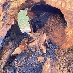 Angezünderter Baum im Schlosspark (Foto: S. Dietzel) Angezünderter Baum im Schlosspark (Foto: S. Dietzel)