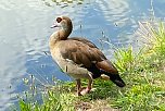 Nilgans an Gro&szlig;en Teich im Sondersh&auml;user Schlosspark (Foto: Wolfgang Lehmann)