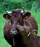 Kuh mit Kalb auf der Weide (2) (Foto: S. Boikat) Kuh mit Kalb auf der Weide (2) (Foto: S. Boikat)