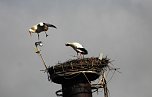 Eindr&uuml;cle vom 4. Storchenfest in Ro&szlig;la (Foto: Ulrich Reinboth)