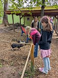 F&uuml;r die kleinen Schweinchen werden Namen gesucht. (Foto: Nancy P&auml;tzold)