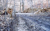 Pro Kyffhäuserwald Bild: Pro Kyffhäuserwald