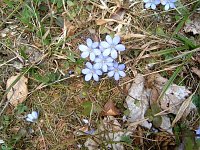 Frühling angekommen Bild: Frühling angekommen