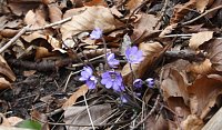 Frühling angekommen Bild: Frühling angekommen