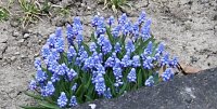 Frühling angekommen Bild: Frühling angekommen