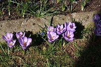 Frühling angekommen Bild: Frühling angekommen