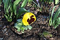 Frühling angekommen Bild: Frühling angekommen