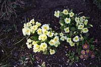 Frühling angekommen Bild: Frühling angekommen