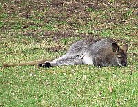 Bild: Tiere Possen