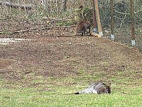 Bild: Tiere Possen
