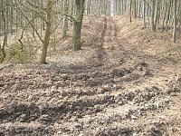 Waldgang am Possen Bild: Waldgang am Possen