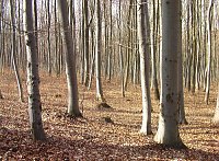 Waldgang am Possen Bild: Waldgang am Possen