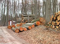 Waldgang am Possen Bild: Waldgang am Possen
