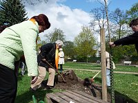 Bild: Baum gepflanzt