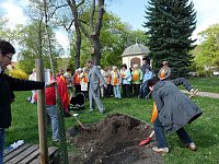 Bild: Baum gepflanzt