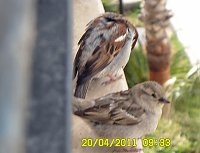 Bild: Amore auf der Balkonbr&uuml;stung