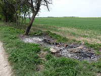Baumpflege mit Feuer? Bild: Baumpflege mit Feuer?