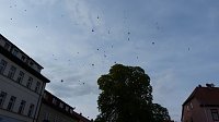 Bild: Fliederkrone gesetzt